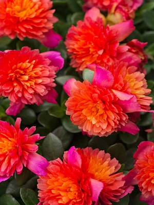 PORTULACA grandiflora Colorblast Dbl Magenta